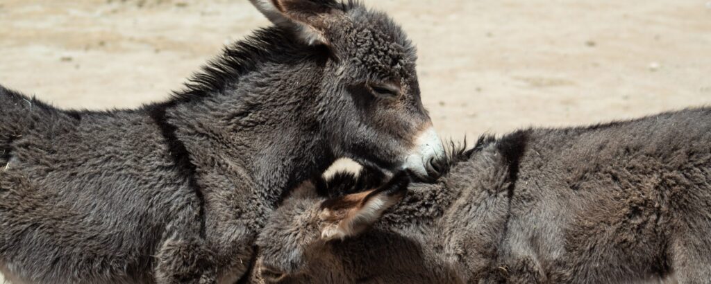 friendly_donkey